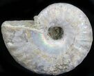 Silver Iridescent Ammonite - Madagascar #29872-1